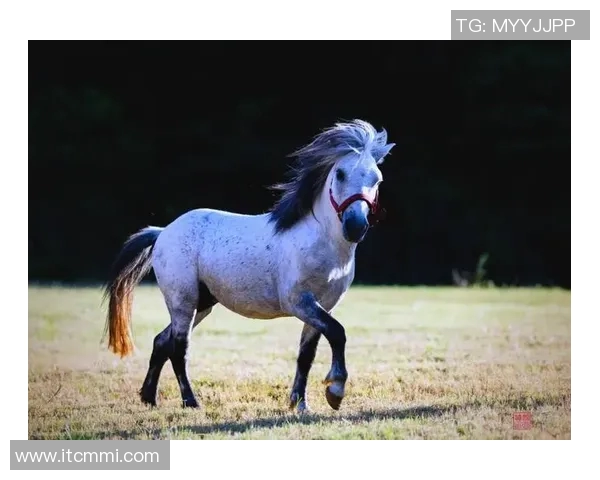 足球明星矮脚马的魅力与风采揭秘及其在球场上的独特表现
